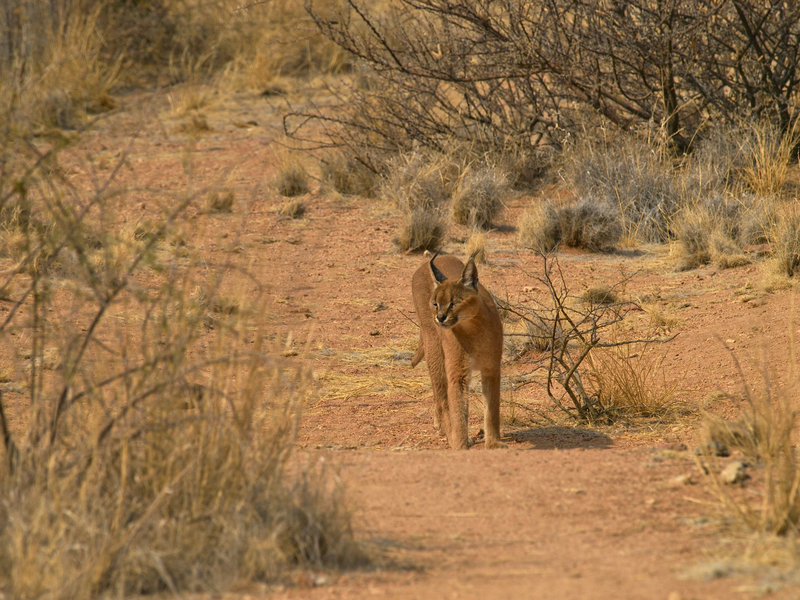 Hammerstein Lodge, Caracal
